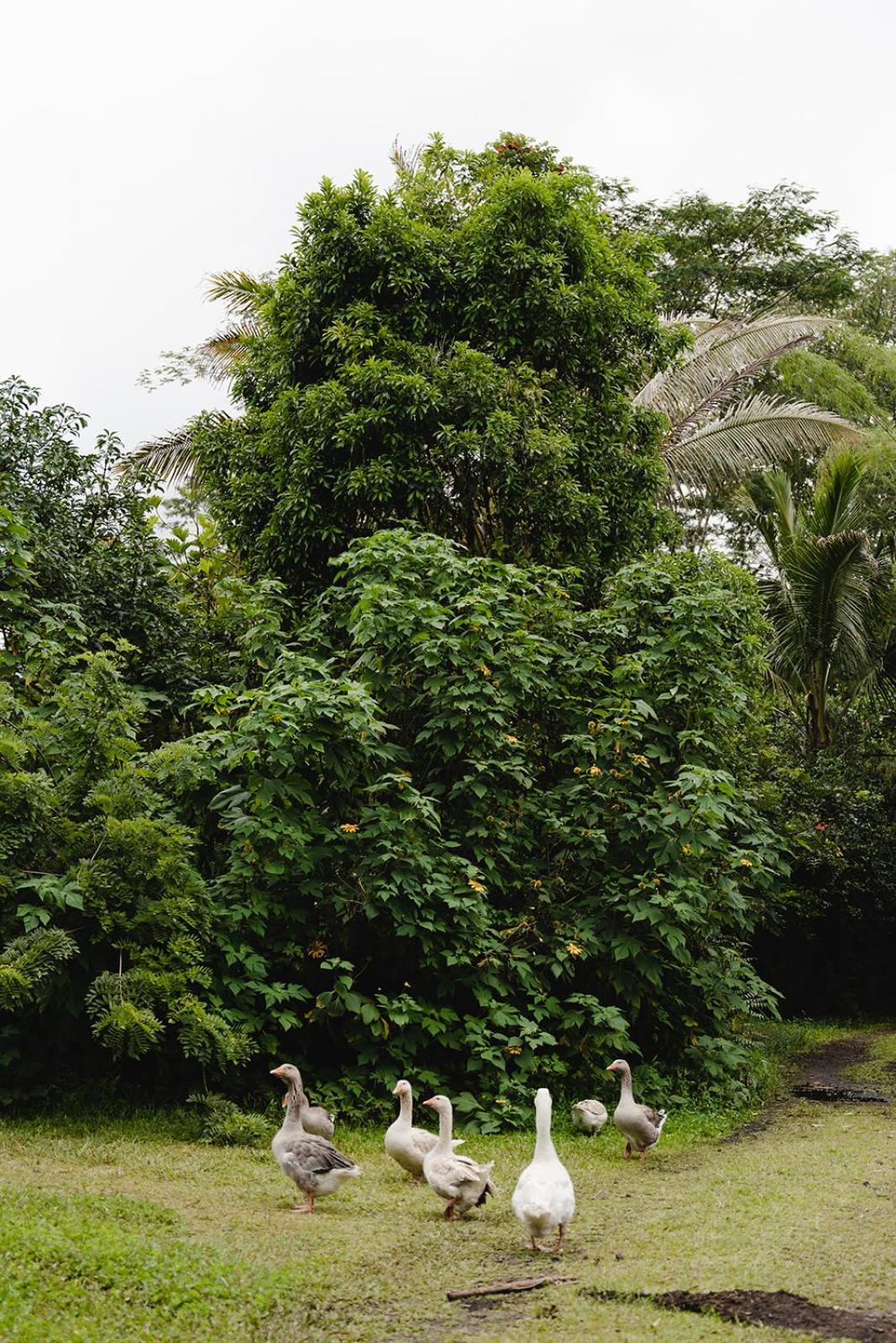 Вілла Hawaiian Sanctuary Eco Retreat Center Pahoa Екстер'єр фото